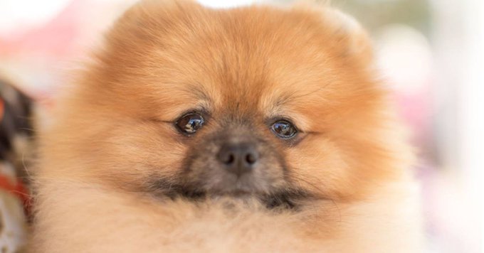 A lucky Pomeranian dog that was rescued by a stranger in Houston A lucky Pomeranian dog that was rescued by a stranger in Houston