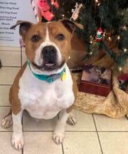 Zeus the Pit Bull is getting ready to reunite with his owner in Montana Zeus the Pit Bull is getting ready to reunite with his owner in Montana