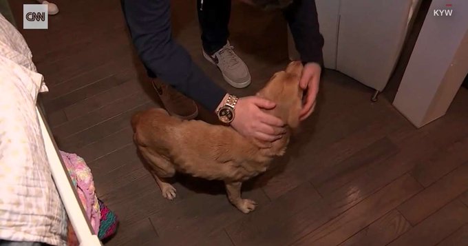 A stray dog finds a home in Philadelphia A stray dog finds a home in Philadelphia