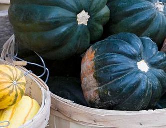 acorn squash