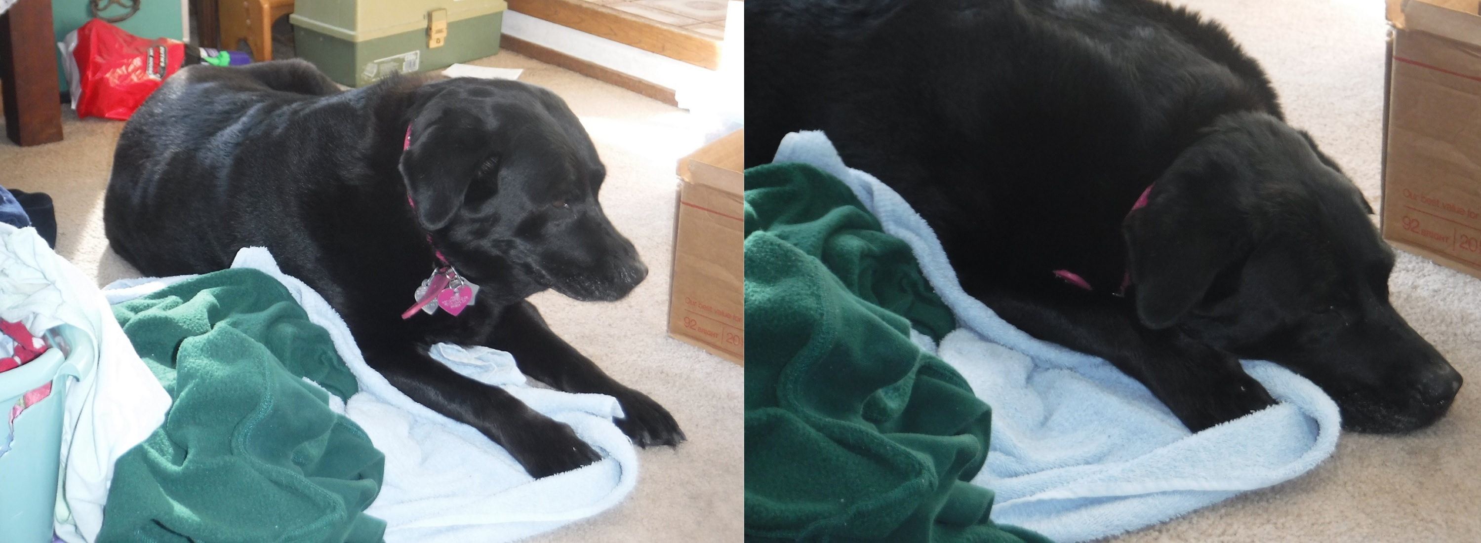 photos I took of Angel helping me fold laundry photos I took of Angel helping me fold laundry