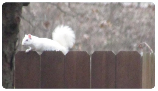 White Squirrels mean a hard Winter is approaching / myLot