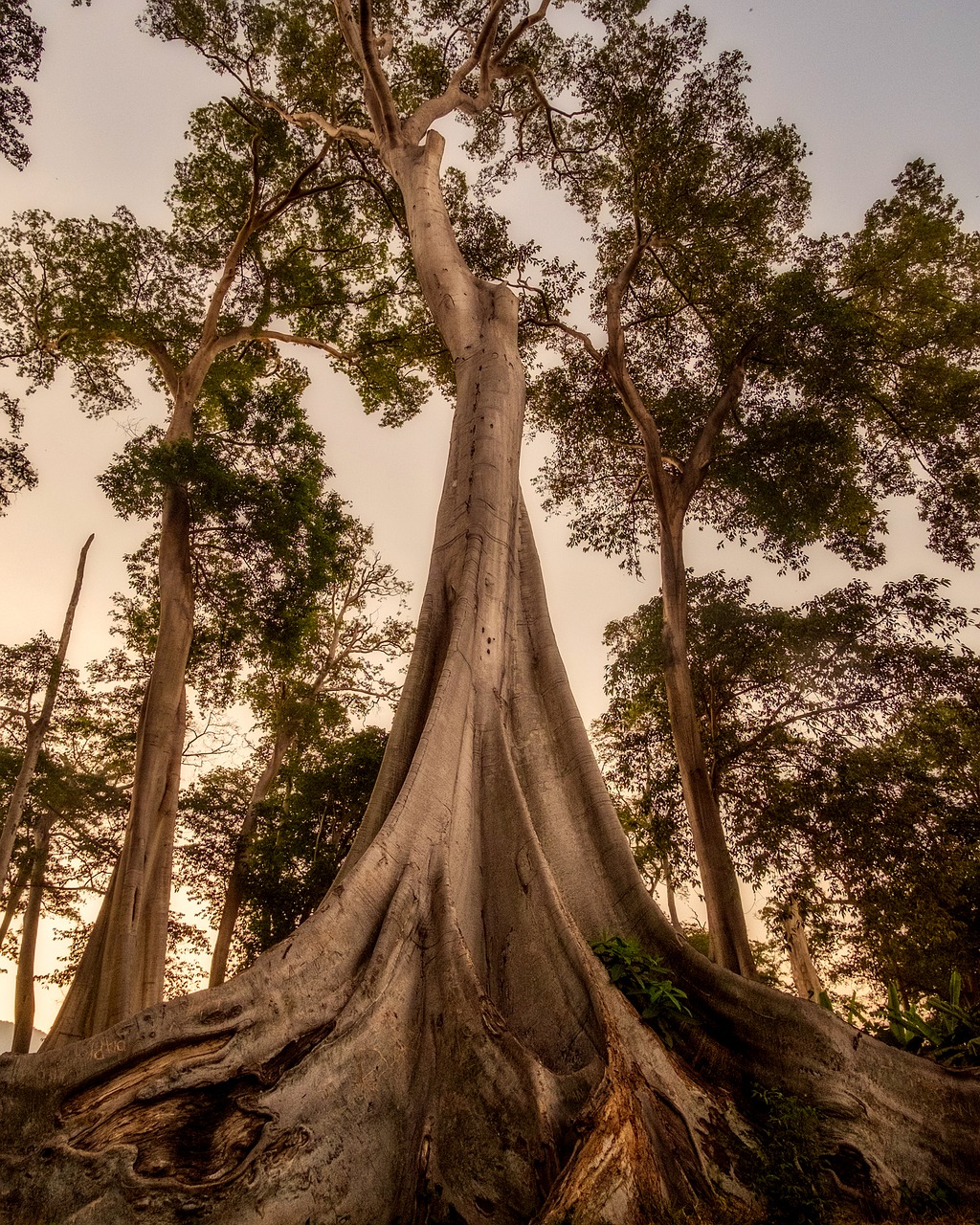 Our tree might reach up to Heaven but make sure your roots remain rooted to Gods love Our tree might reach up to Heaven but make sure your roots remain rooted to Gods love