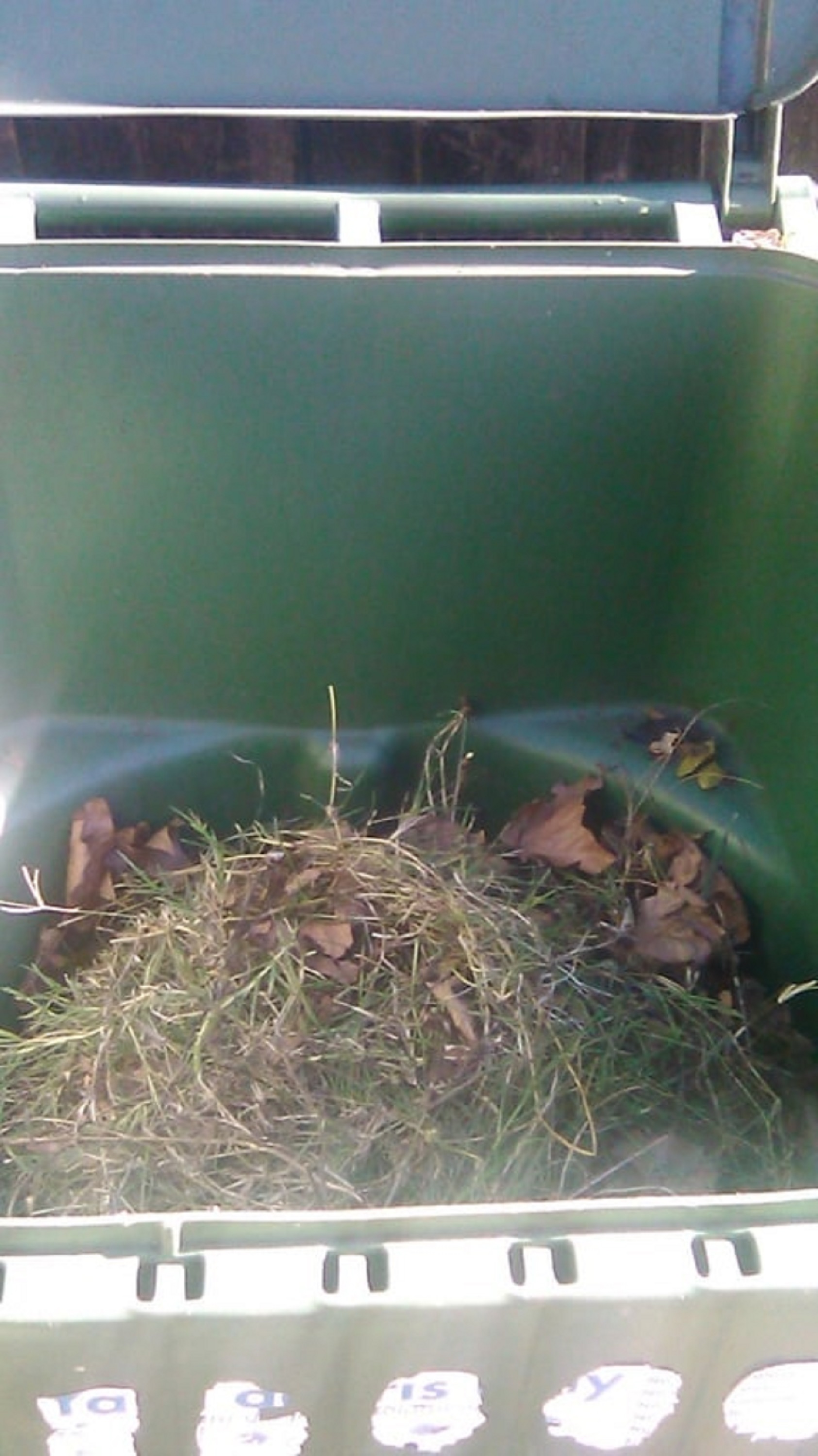 Crummy photo of stuff in grass can taken with my camera Crummy photo of stuff in grass can taken with my camera