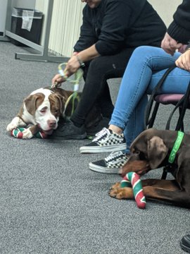 A Pit Bull sees his partner the Doberman Pinscher A Pit Bull sees his partner the Doberman Pinscher