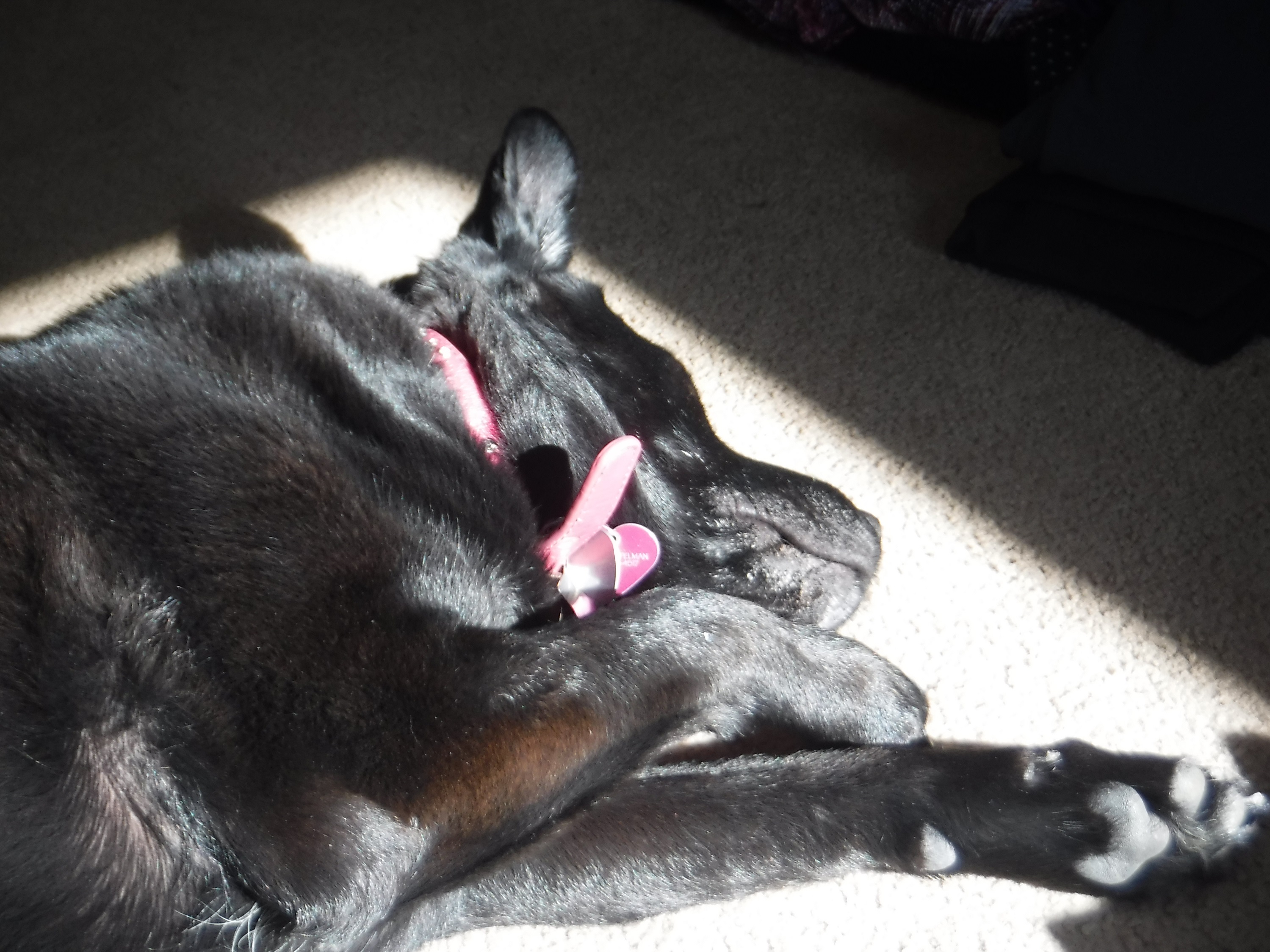 Angel sleeping in her sun spot Angel sleeping in her sun spot