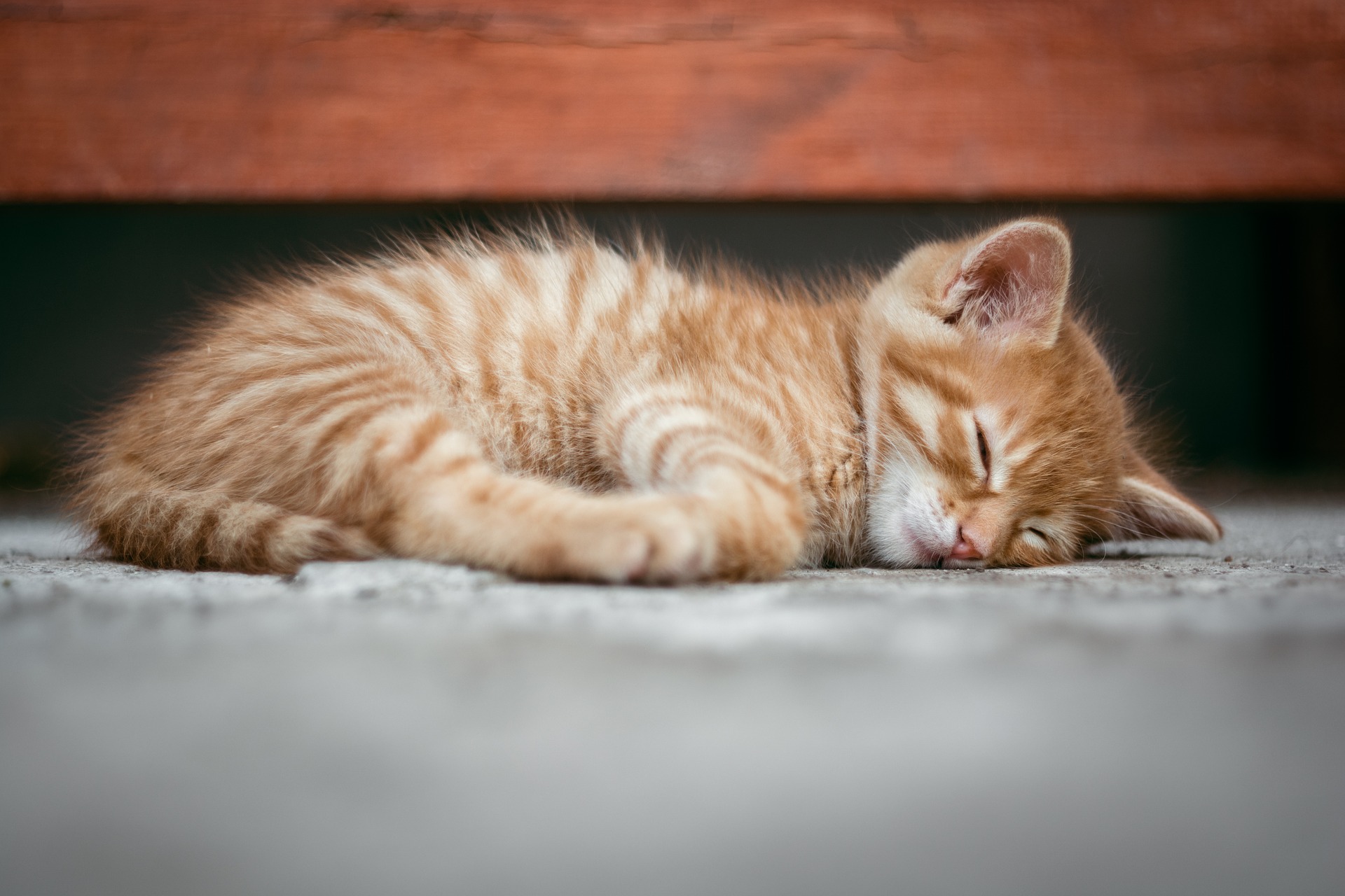 I was a cat in my dream or am I really a cat dreaming me now as me?