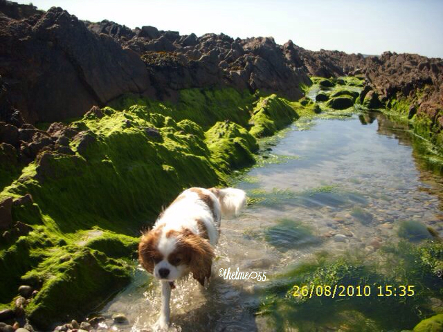 Angus in Ireland Angus in Ireland