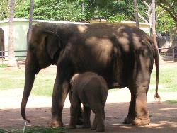 Elephants and baby elephant at Mysore Zoo - Photographed at Mysore