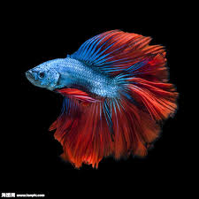 Siamese Fighting Fish Siamese Fighting Fish