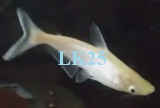 fish, albino
