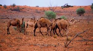 camels camels