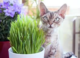 cat grass cat grass