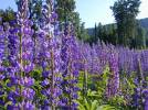 wildflowers - wild flowers