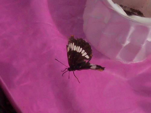 Butterfly - This is a picture of a butterfly that I took a few weeks ago. Pretty.
