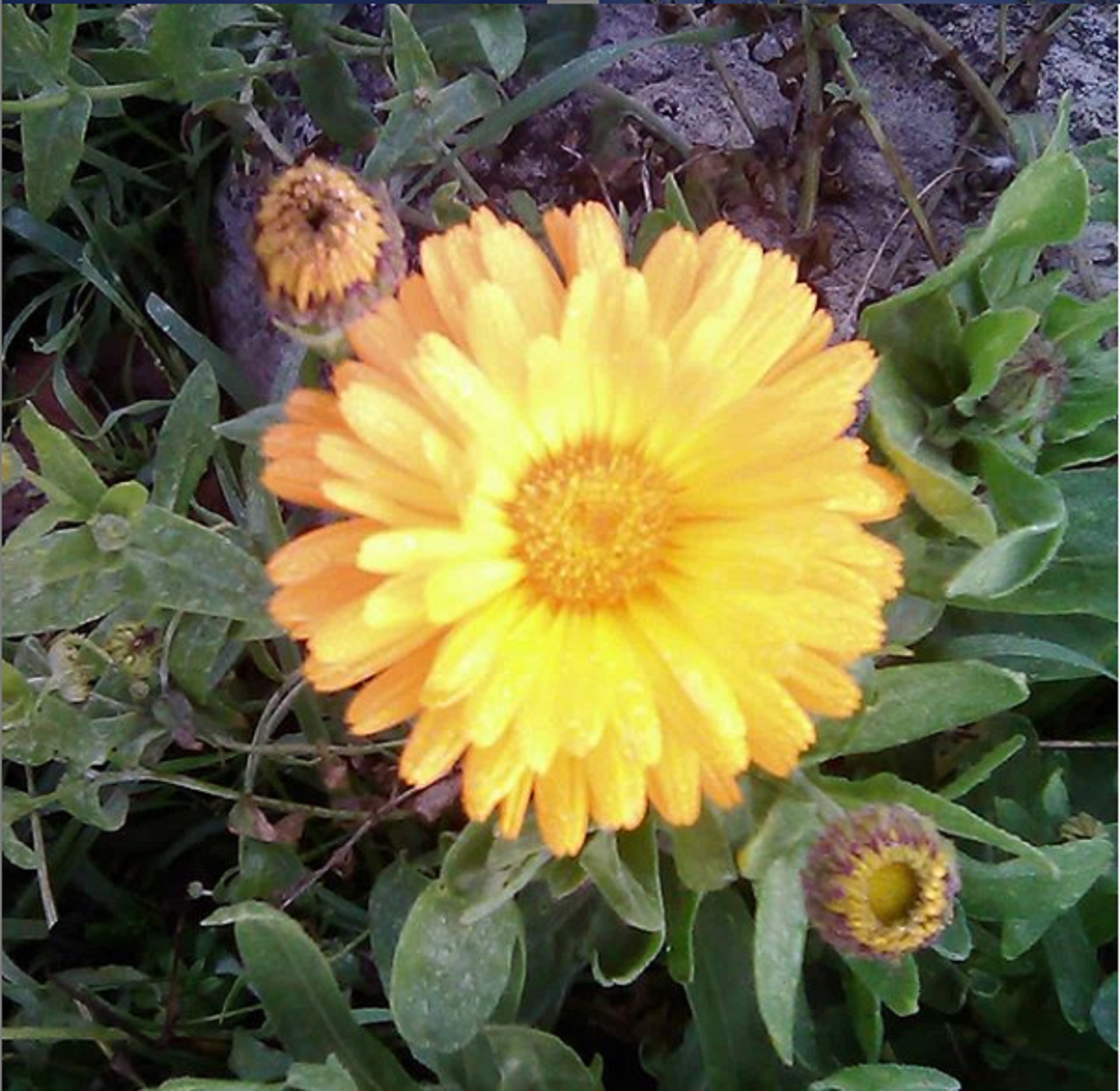 Photo taken by me with phone 1-10-20 Photo taken by me with phone 1-10-20