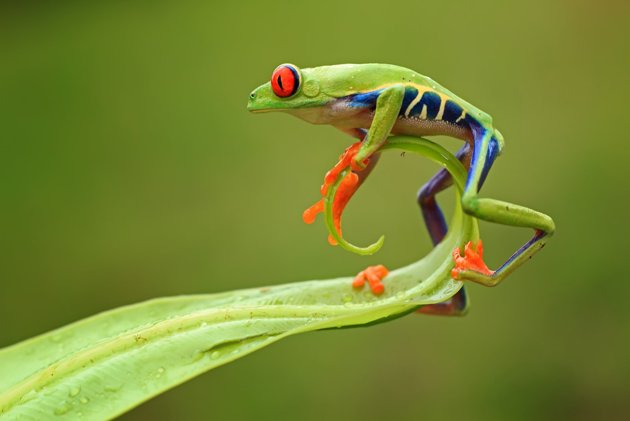 Acrobatic show down