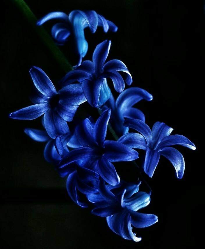 Blue Blooms