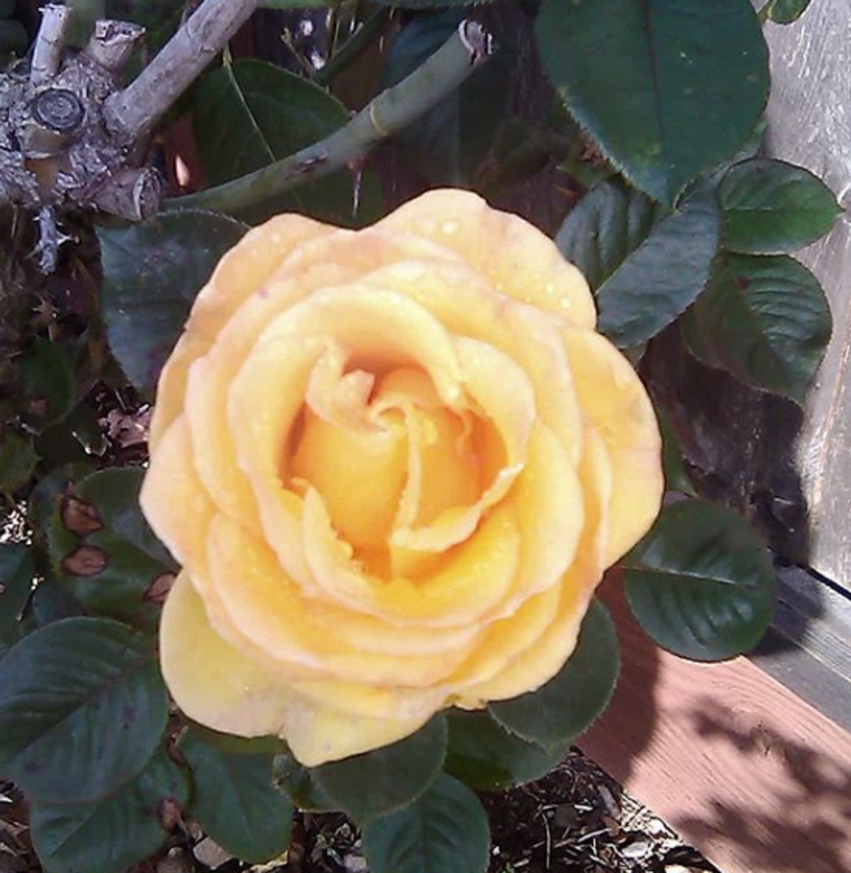 Photo taken by me on my phone 1-14-19 Photo taken by me on my phone 1-14-19