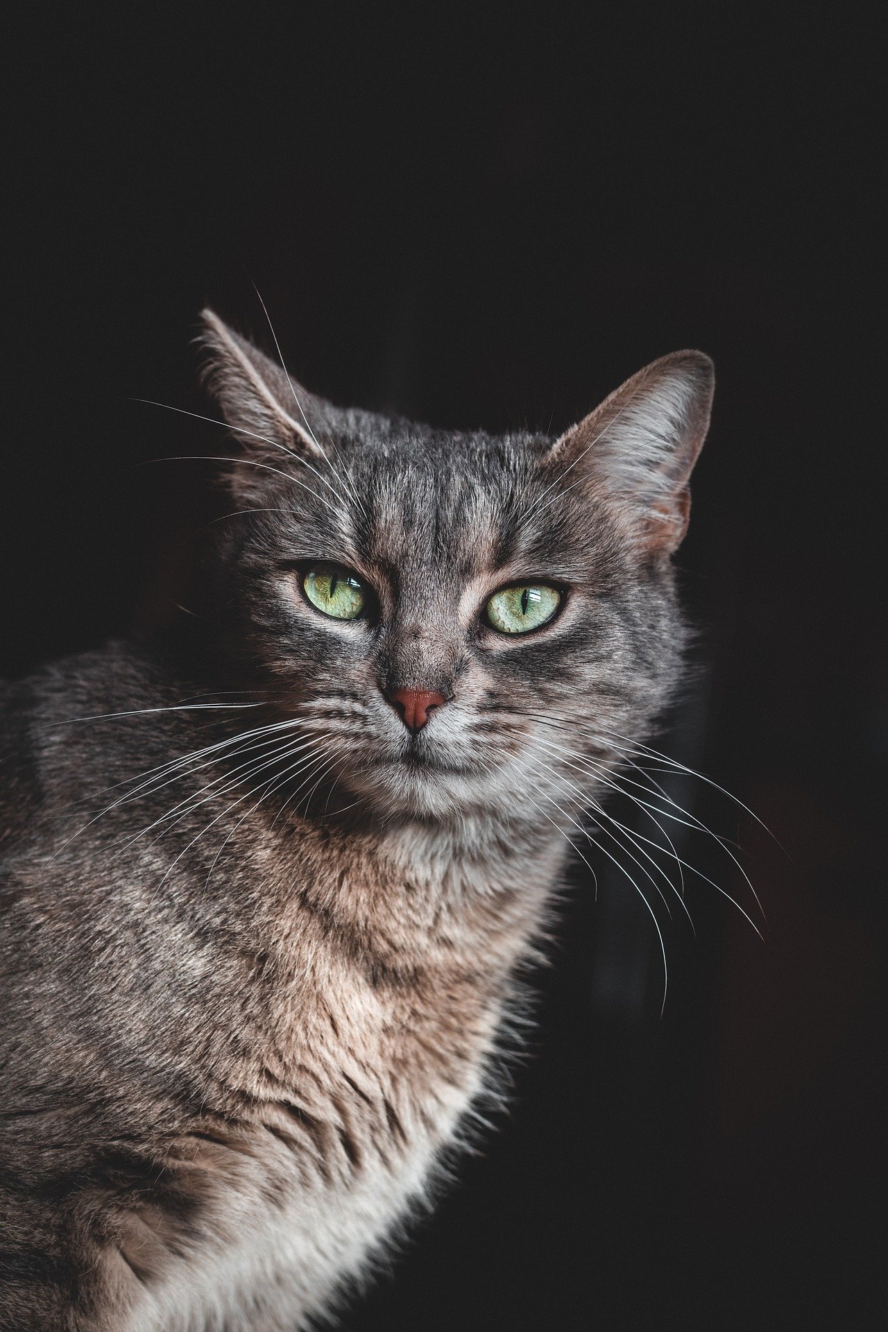 Gray cat, courtesy of Daniel Macura Gray cat, courtesy of Daniel Macura