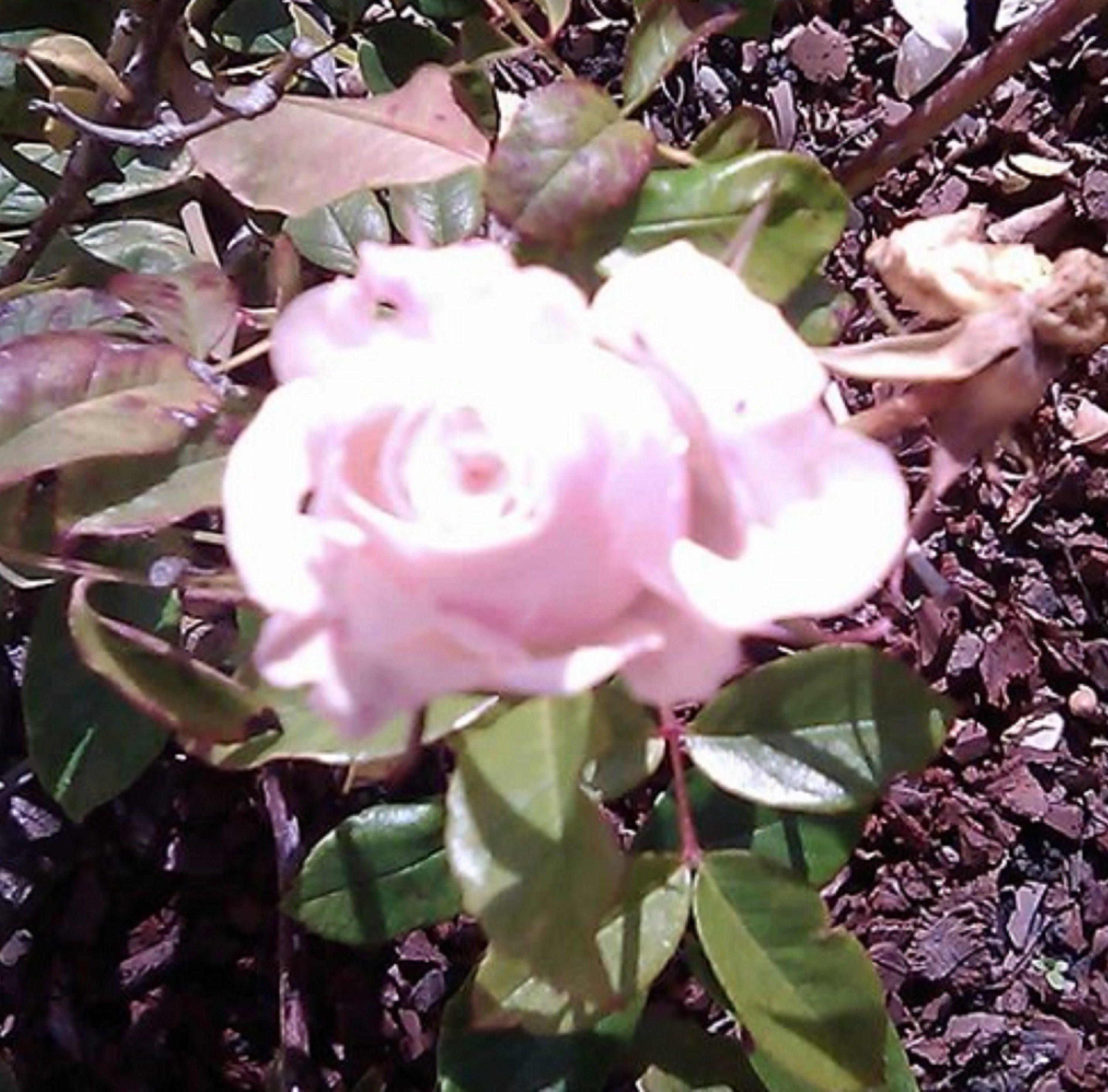 Photo taken by me 1-14-20