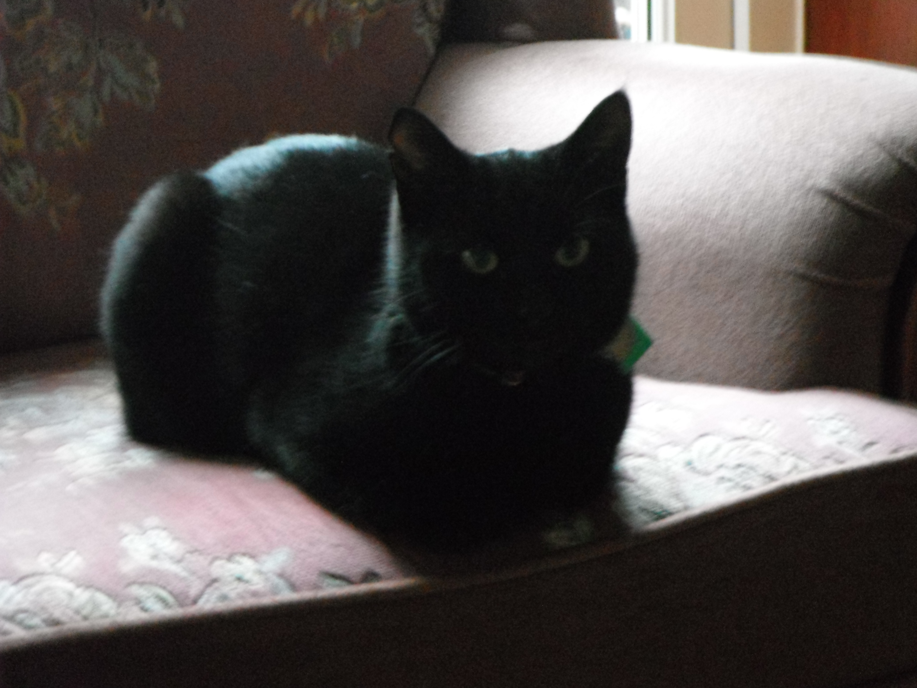 photo taken by me - Shadow The Cat photo taken by me - Shadow The Cat