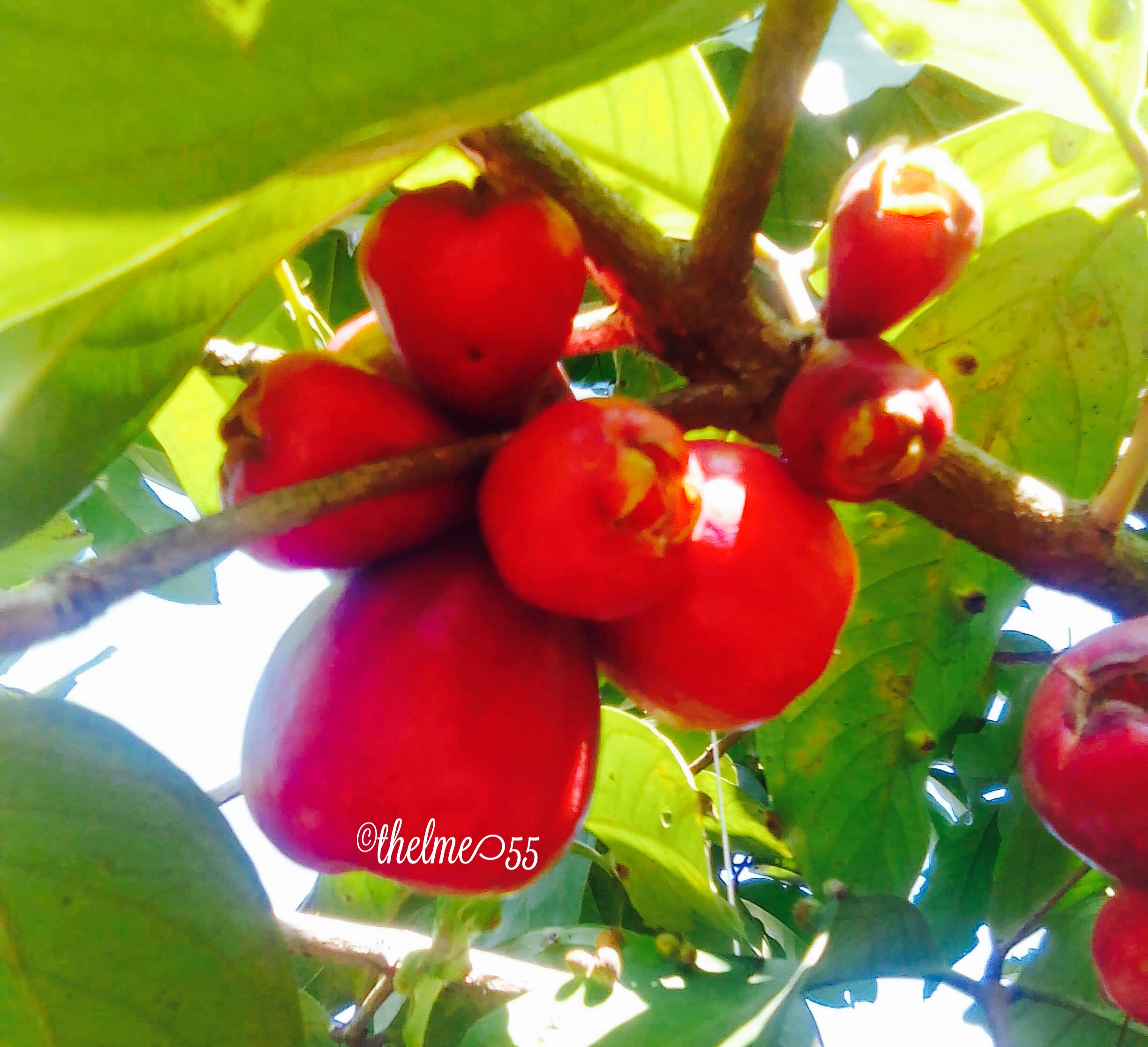 Makopa fruits