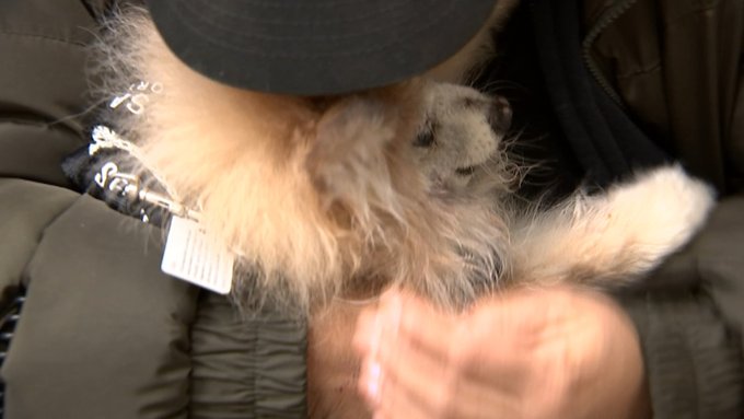 Coco the Pomeranian dog and his owner Chris Coco the Pomeranian dog and his owner Chris