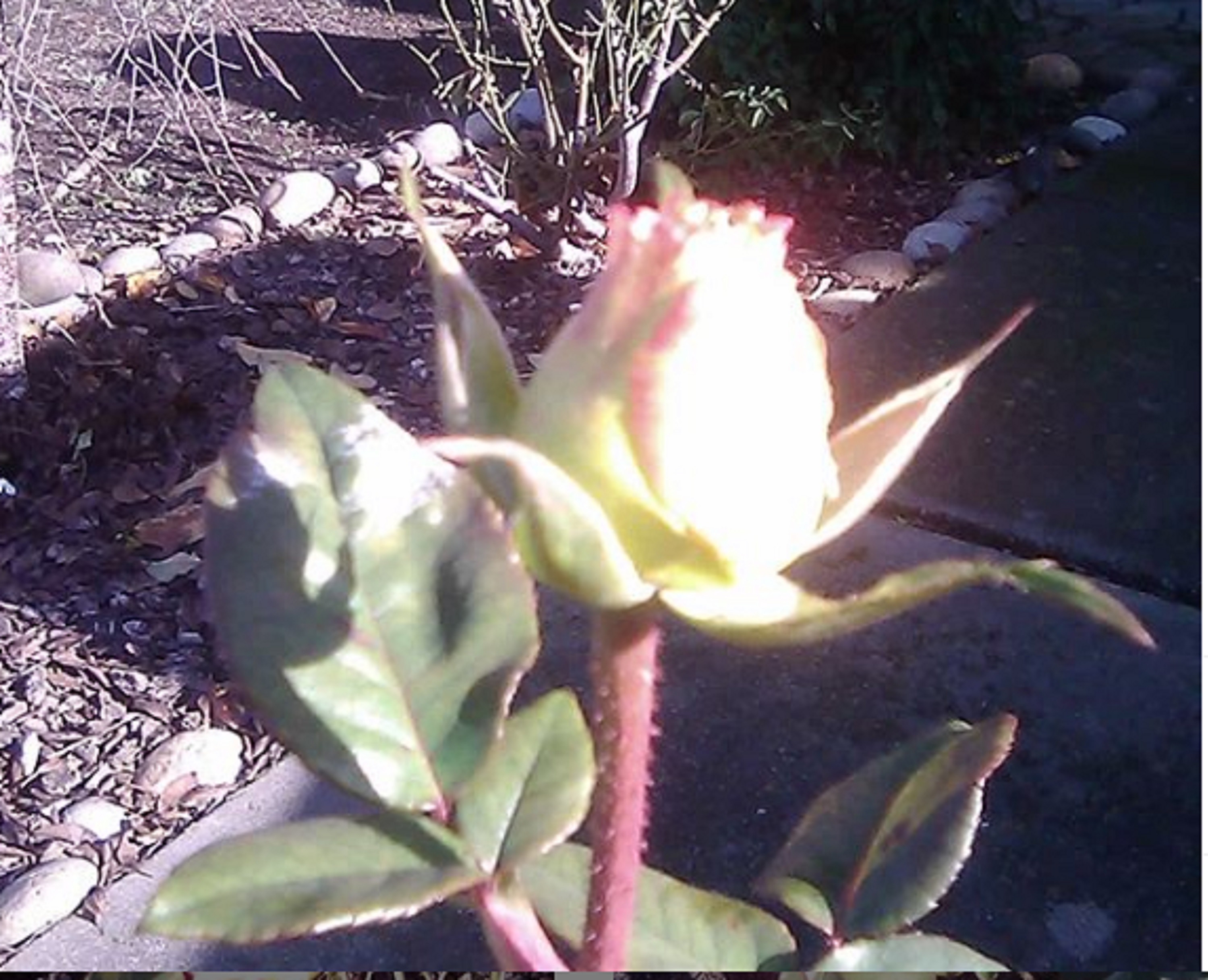 Photo taken by me 1-11-20 Photo taken by me 1-11-20