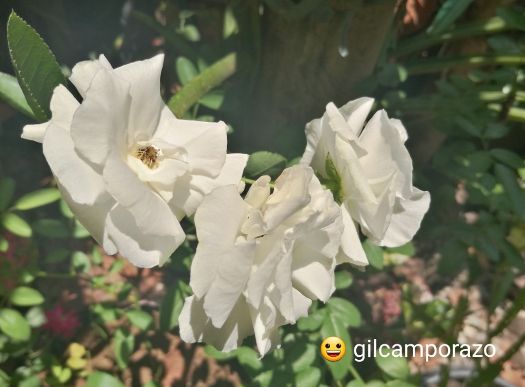White Roses White Roses