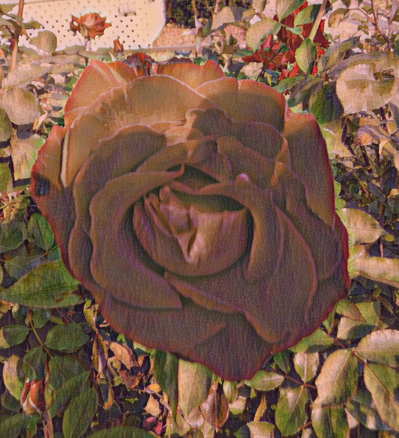 Photo taken by me 11-18-18 with Suraptose Art Effect from LunaPic.com Photo taken by me 11-18-18 with Suraptose Art Effect from LunaPic.com