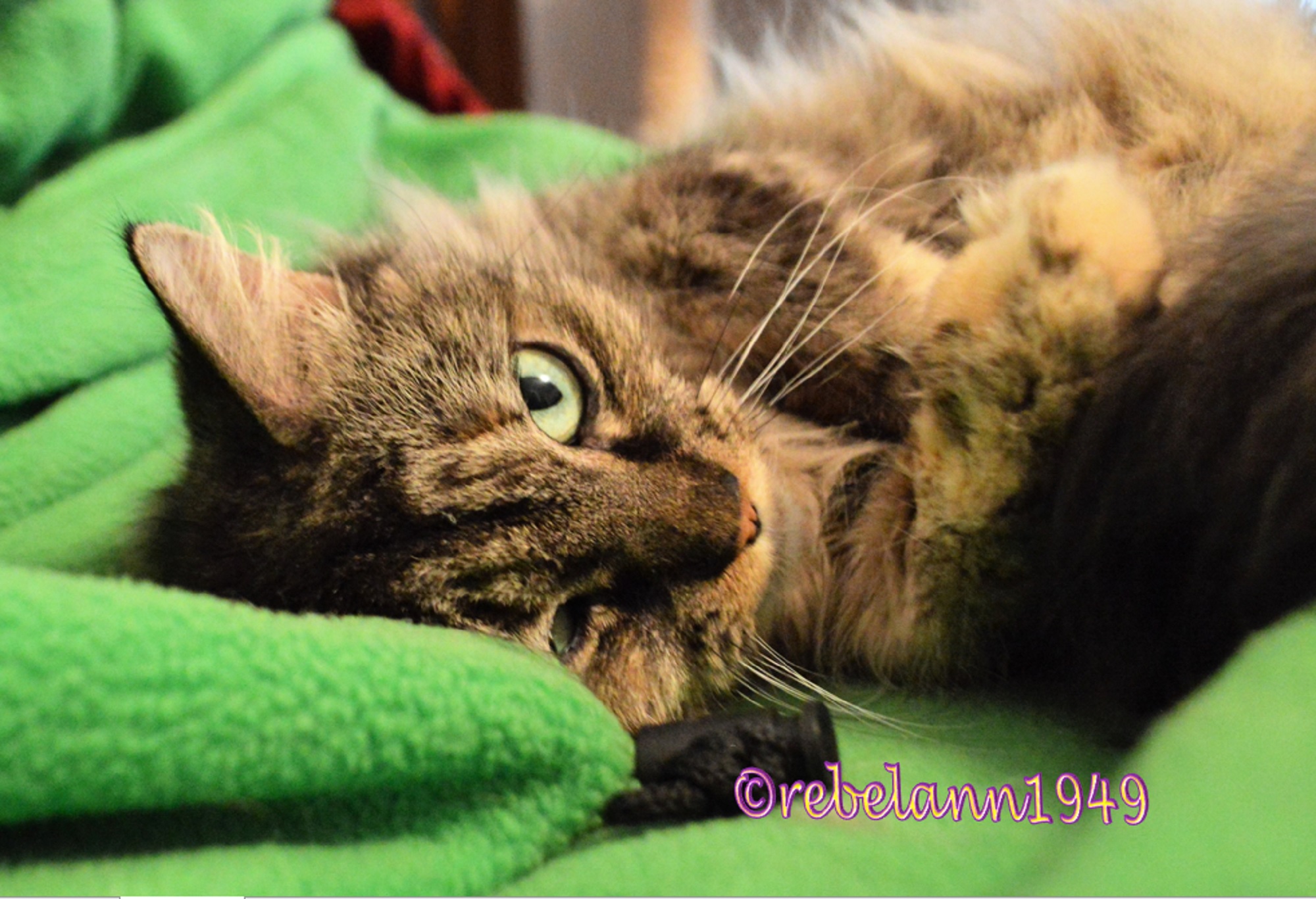 Boobear rolling around in a green blanket which matches her eyes. I can&#039;t remember the exact year I took this shot. 