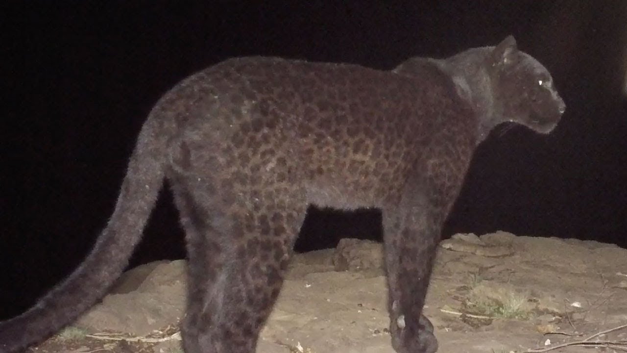 Real Black Panther Spotted / myLot