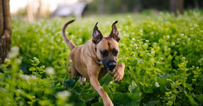 Lauren Henderson's pet dog Timber Lauren Henderson's pet dog Timber