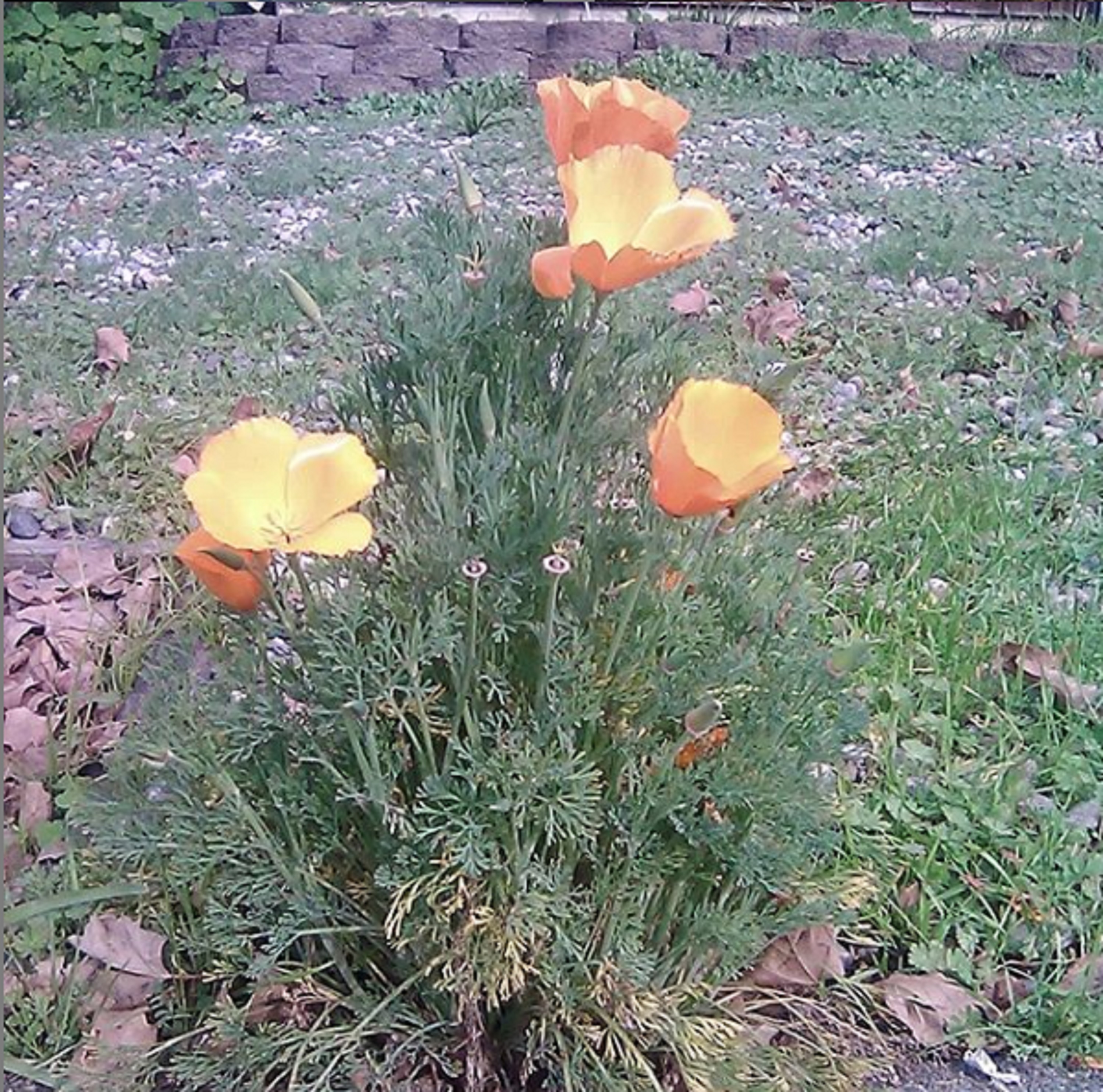 Photo I took with my phone while I was pulling weeds 1-30-20 Photo I took with my phone while I was pulling weeds 1-30-20