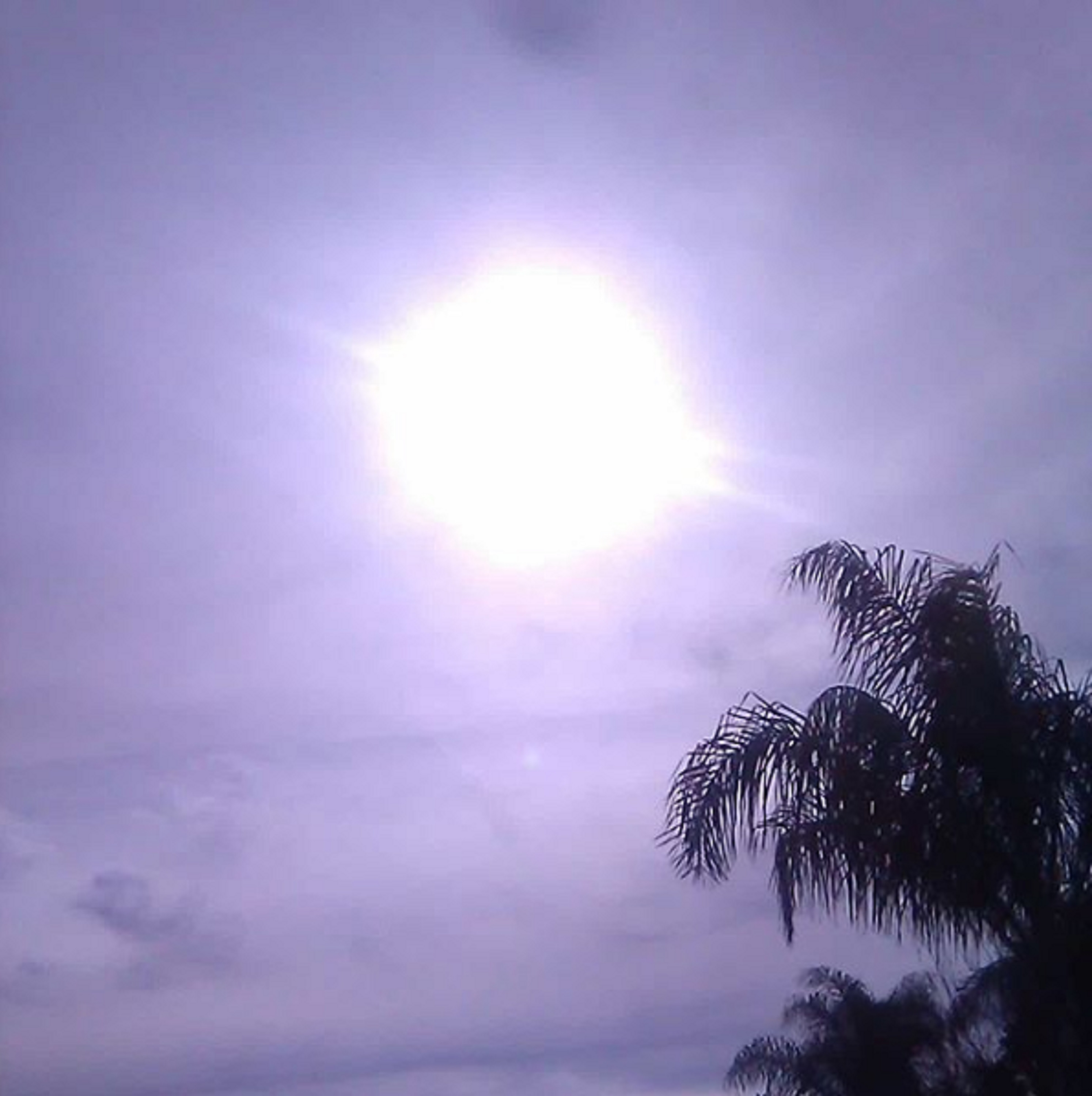 Photo taken by me when I was pulling weeds 1-30-19 Photo taken by me when I was pulling weeds 1-30-19