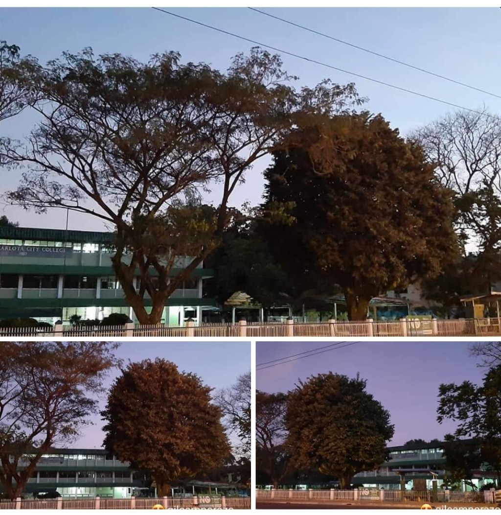 Mabolo tree Mabolo tree