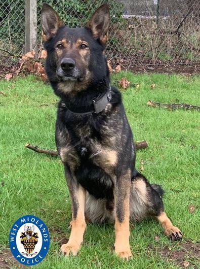 Odin a German Shepherd who was able to locate a missing ring fast Odin a German Shepherd who was able to locate a missing ring fast