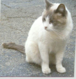 Ding - My Dingy Kitty :(