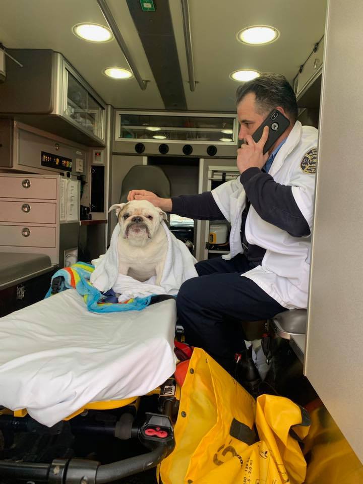 Bulldog Tuff saved from drowning by the Milwaukee Fire Department Bulldog Tuff saved from drowning by the Milwaukee Fire Department