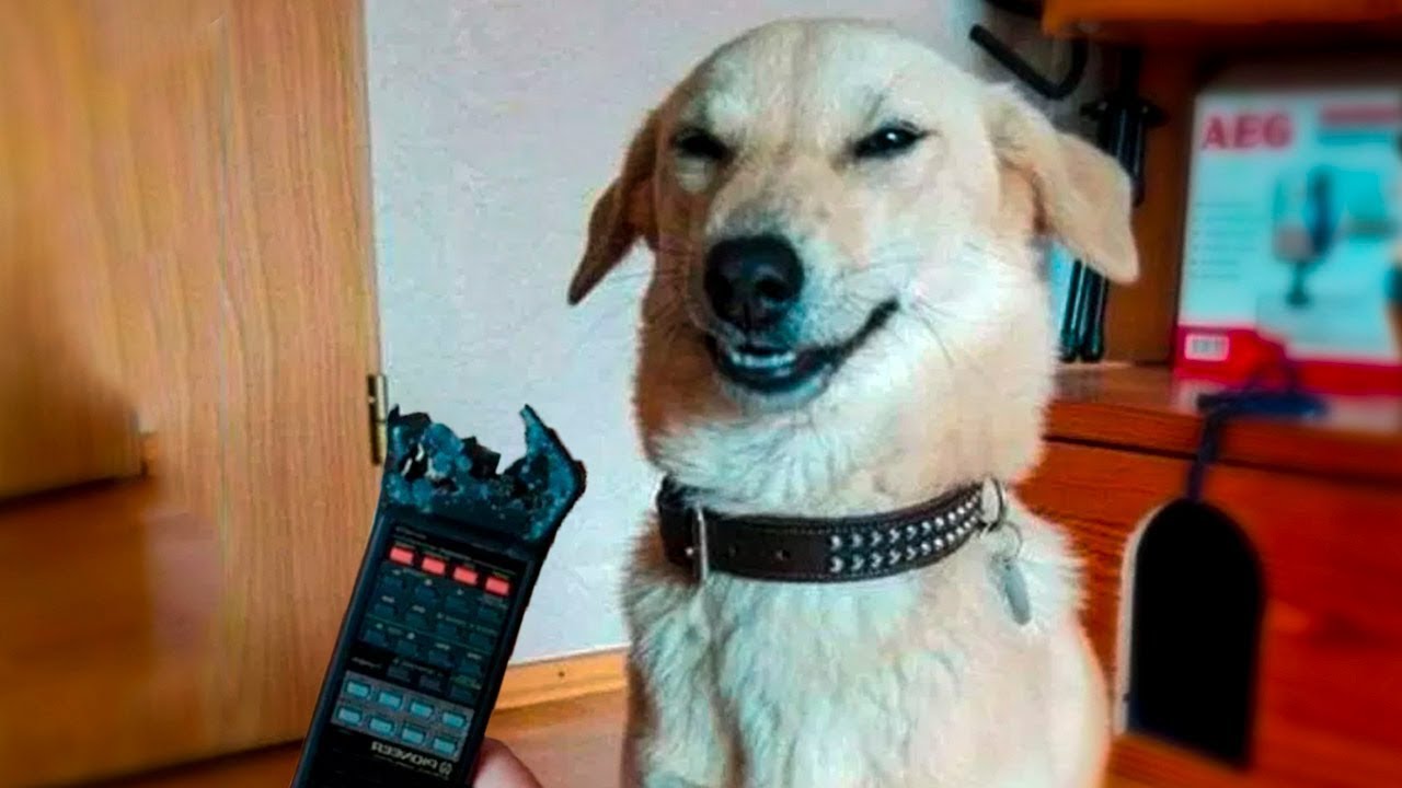 dog ate remote