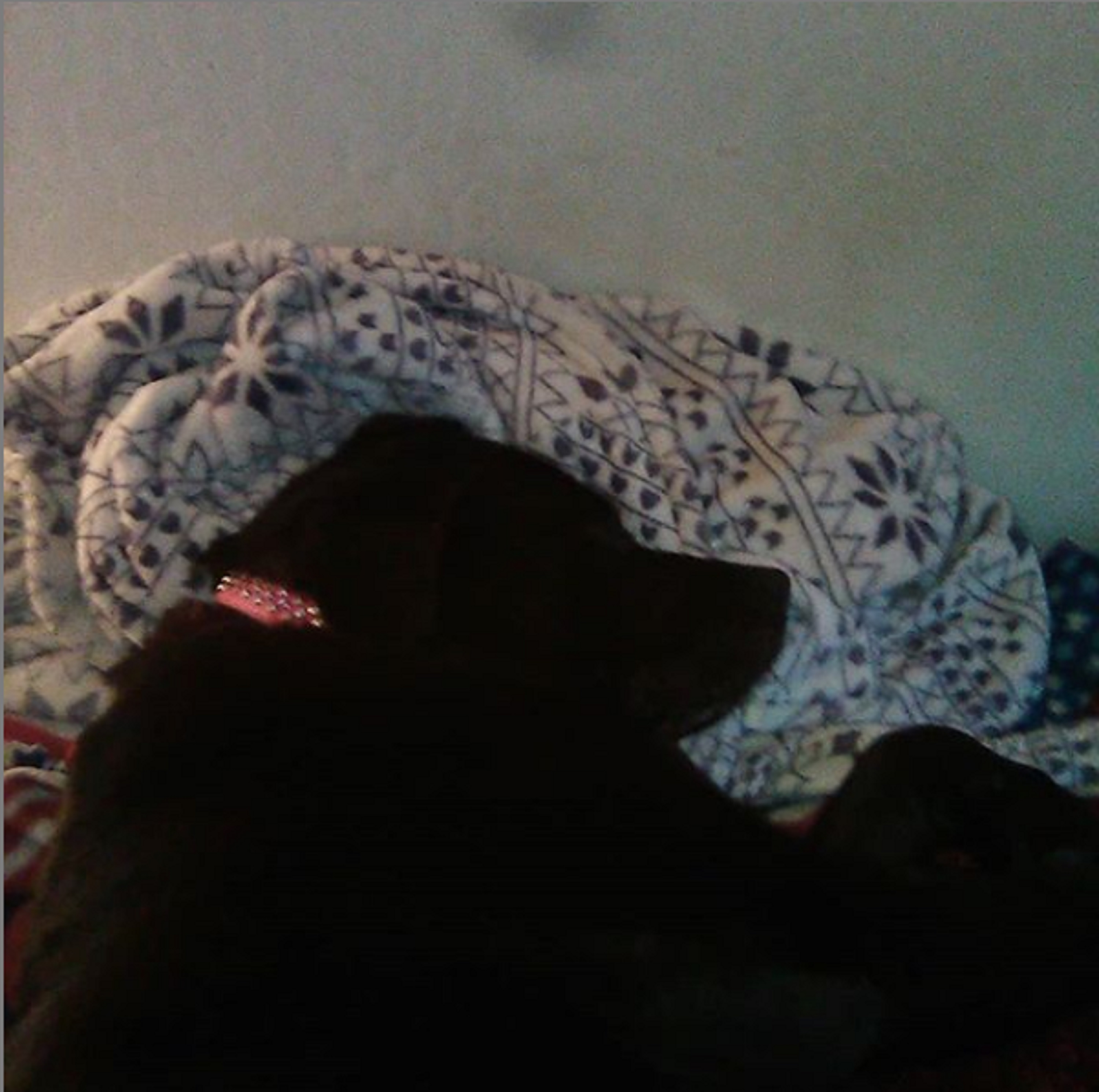 Photo I took of Angel lounging on my bed Photo I took of Angel lounging on my bed