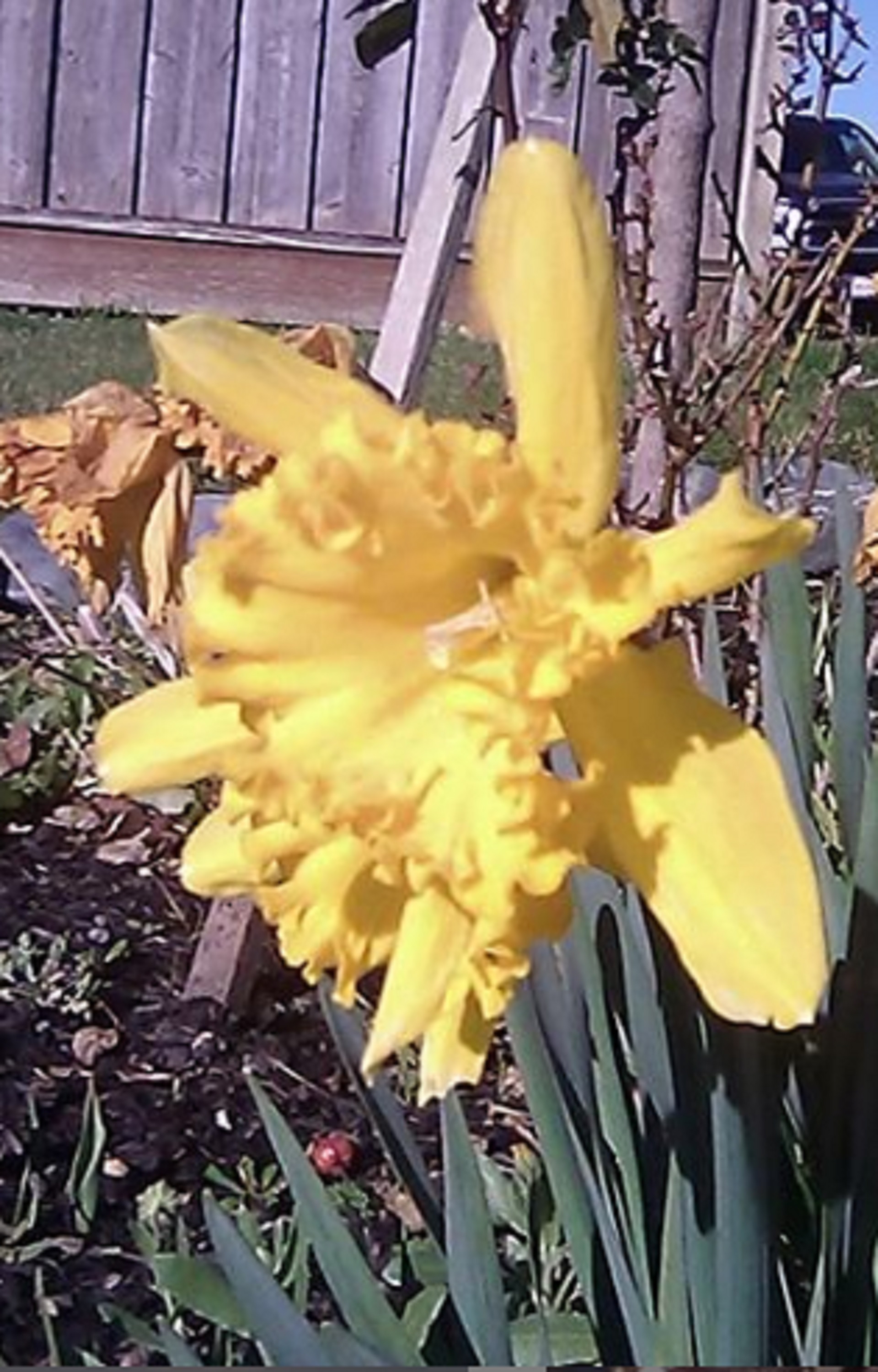 Photo I took of neighbor's daffodil Photo I took of neighbor's daffodil