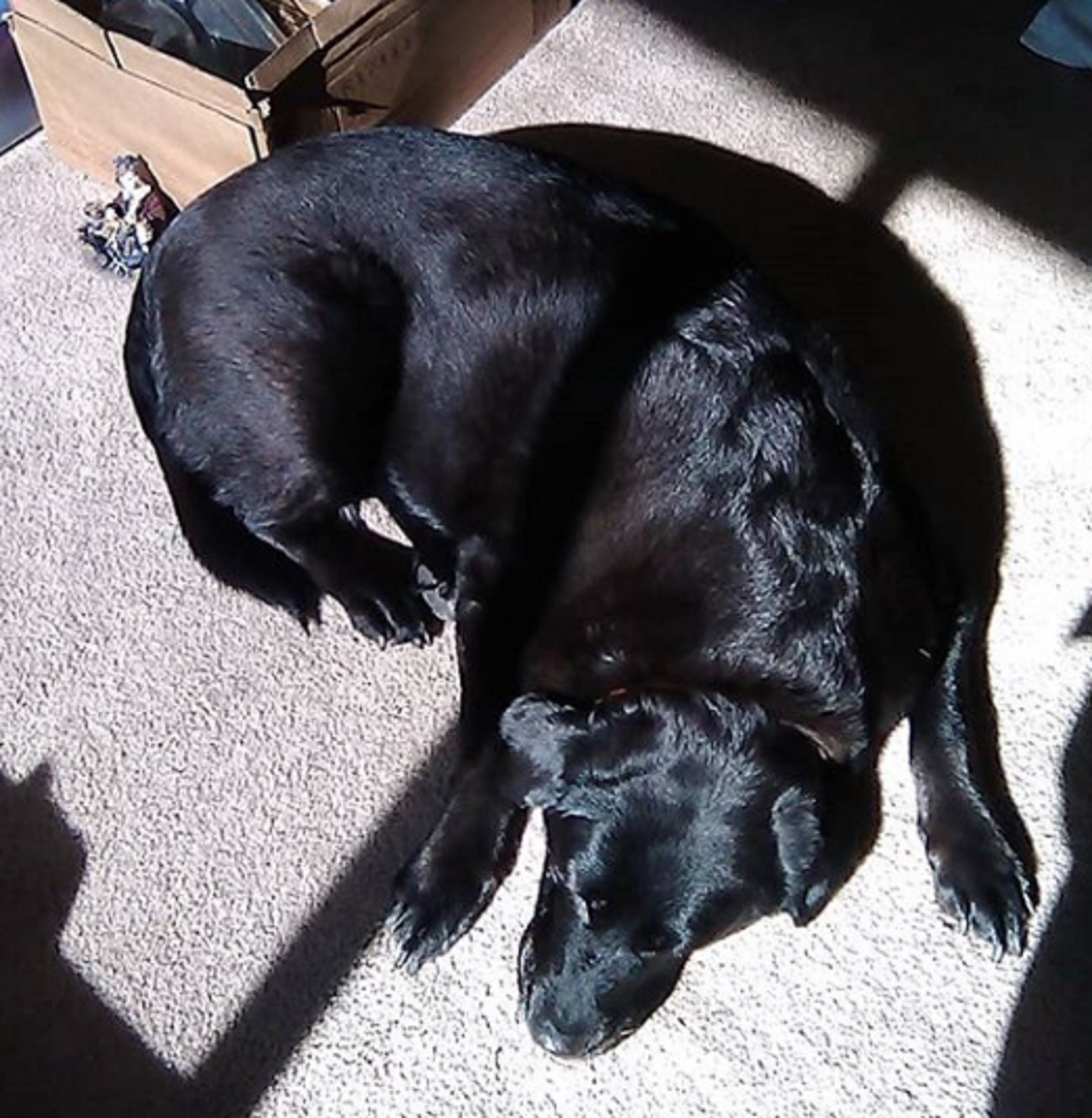 Photo I took of Angel in her sun spot 2-7-20 Photo I took of Angel in her sun spot 2-7-20