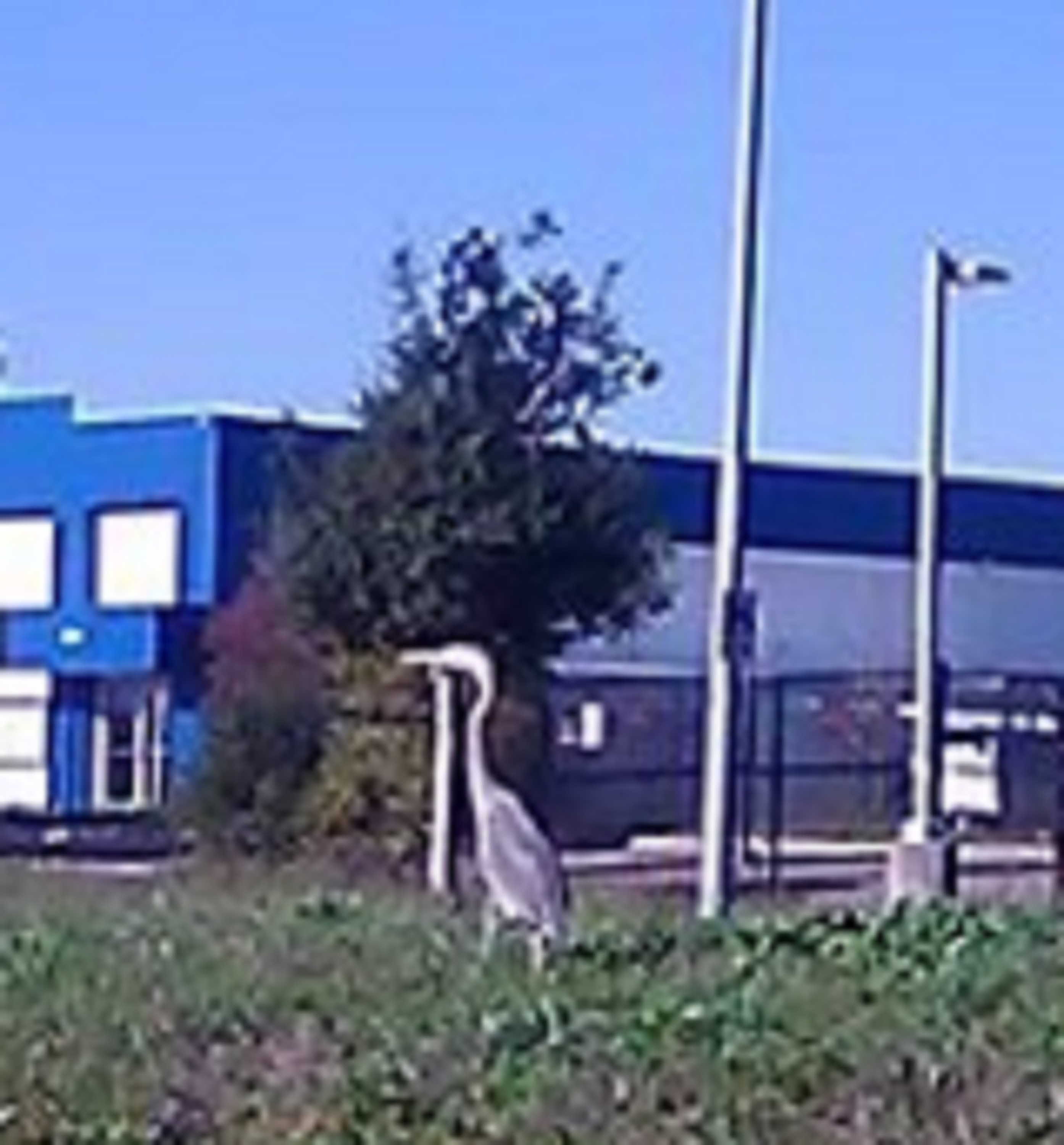 Great Blue Heron by the airport