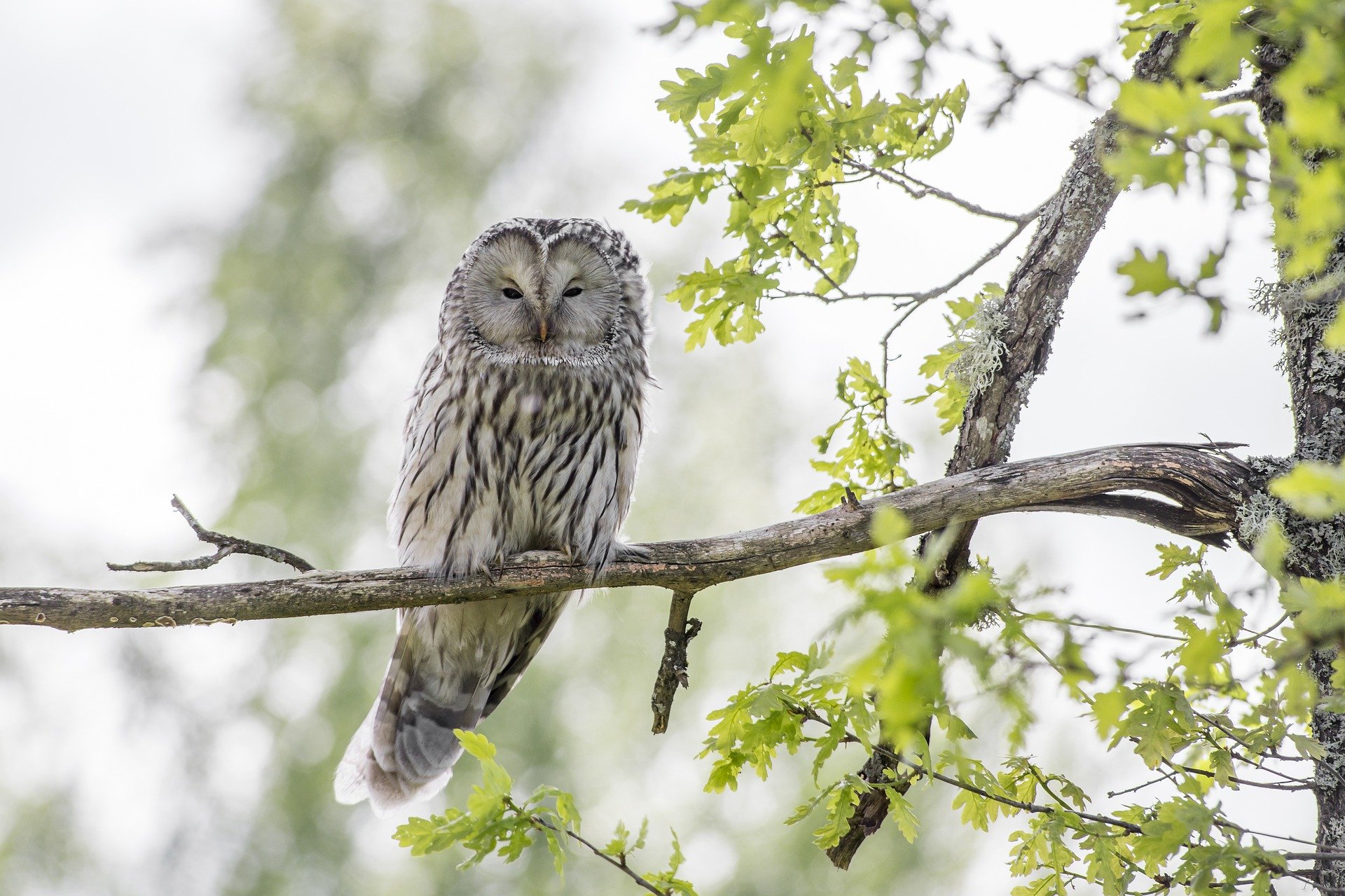Is the wisest owl on Earth dumber done the dumbest owl in Heaven? Is the wisest owl on Earth dumber done the dumbest owl in Heaven?