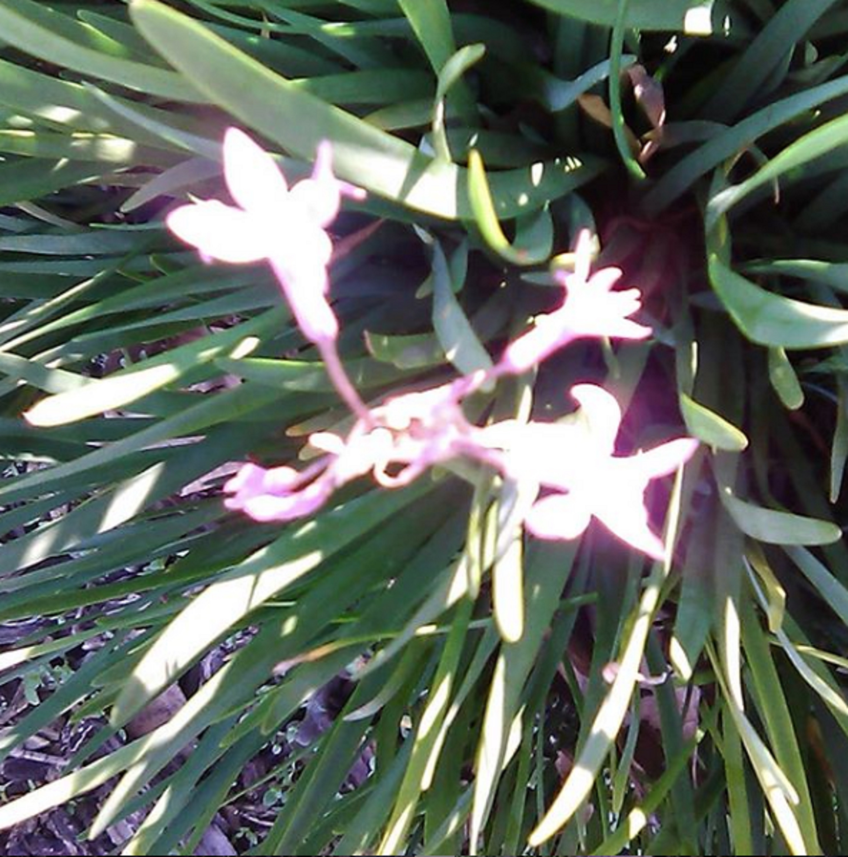 Photo taken by me 2-7-20 Photo taken by me 2-7-20