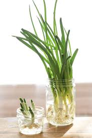 green onion green onion
