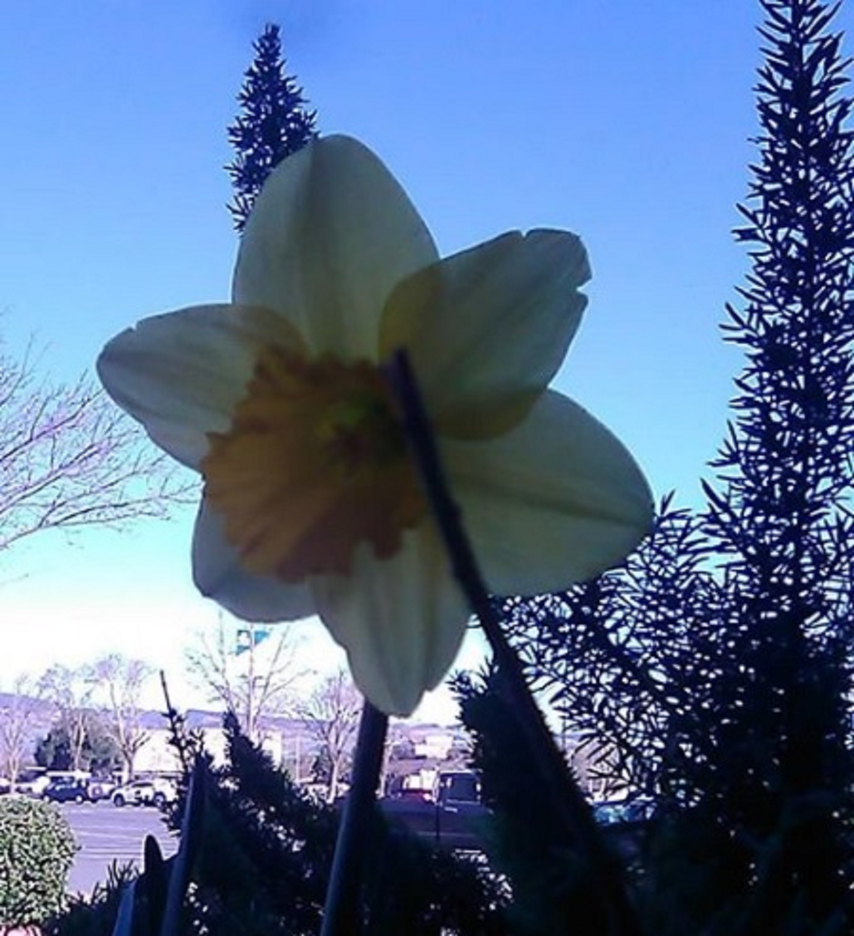 Photo I took of a daffodil in front of the store 2-10-20