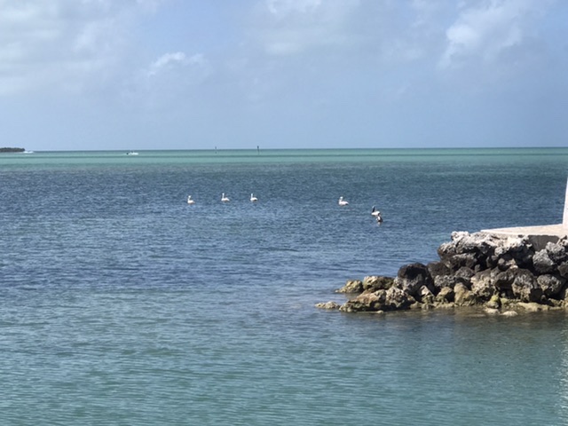 Taken in Marathon Key, this is the gorgeous shade of water you see throughout the drive to Key West.  Photo taken by and the property of FourWalls.